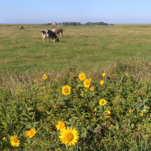 Rinder auf Weide, im Vordergrund Blühstreifen