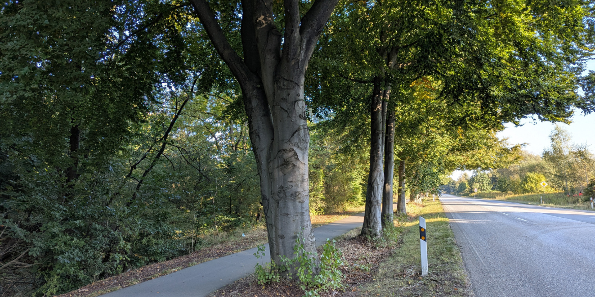 Alte Bäume an Straße