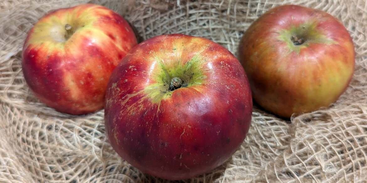 Äpfel der Sorte Klausdorfer Häger