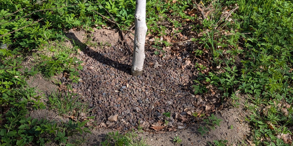 Frisch gepflanzter Baum