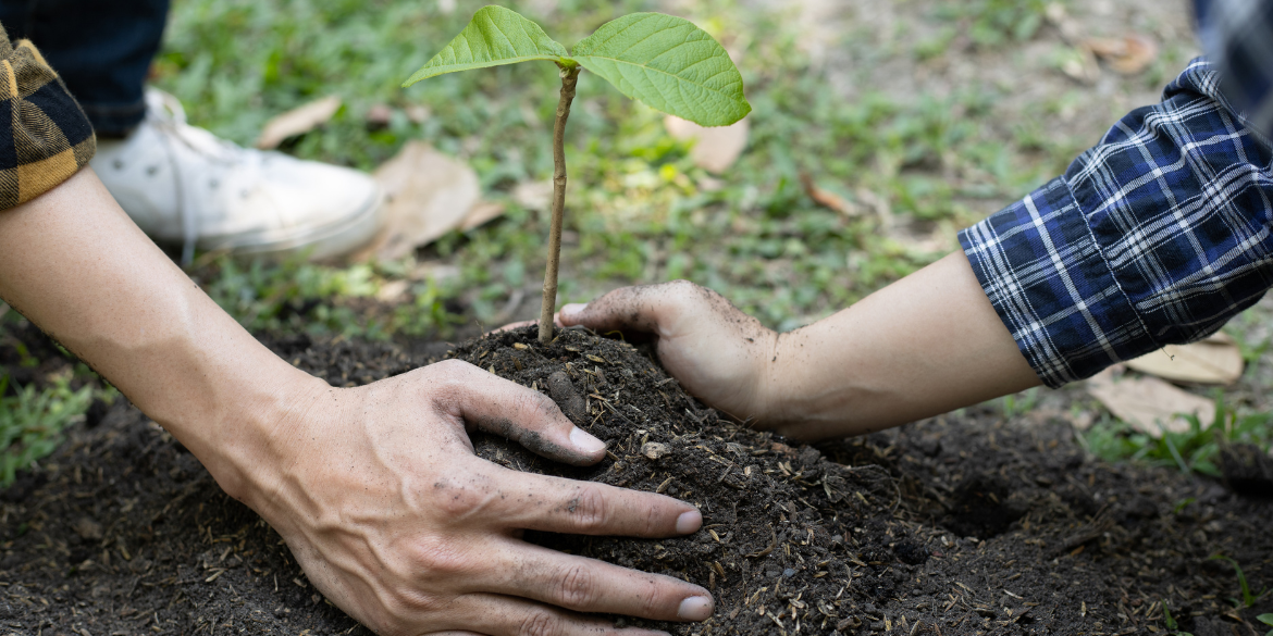 Hände von zwei Menschen, die einen jungen Baum einpflanzen