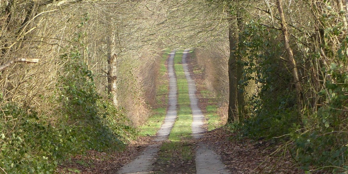 Plattenweg gesäumt von Knicks