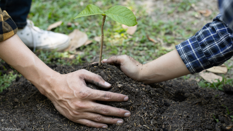 Hände von zwei Menschen, die einen jungen Baum einpflanzen