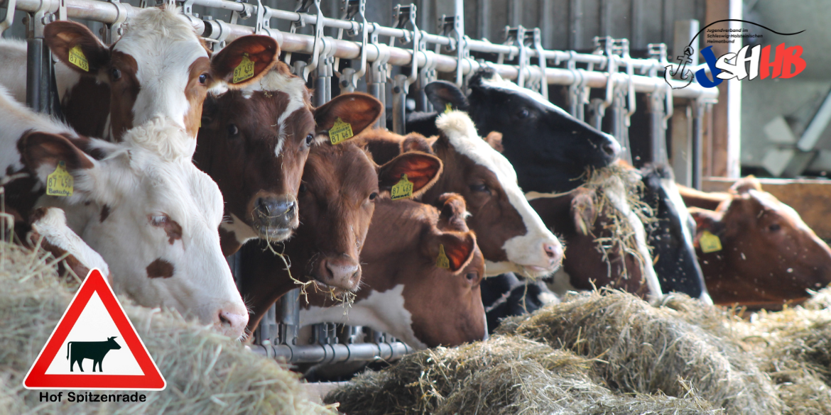 Kühe stehen im Stall und fressen © Nadine Sivert