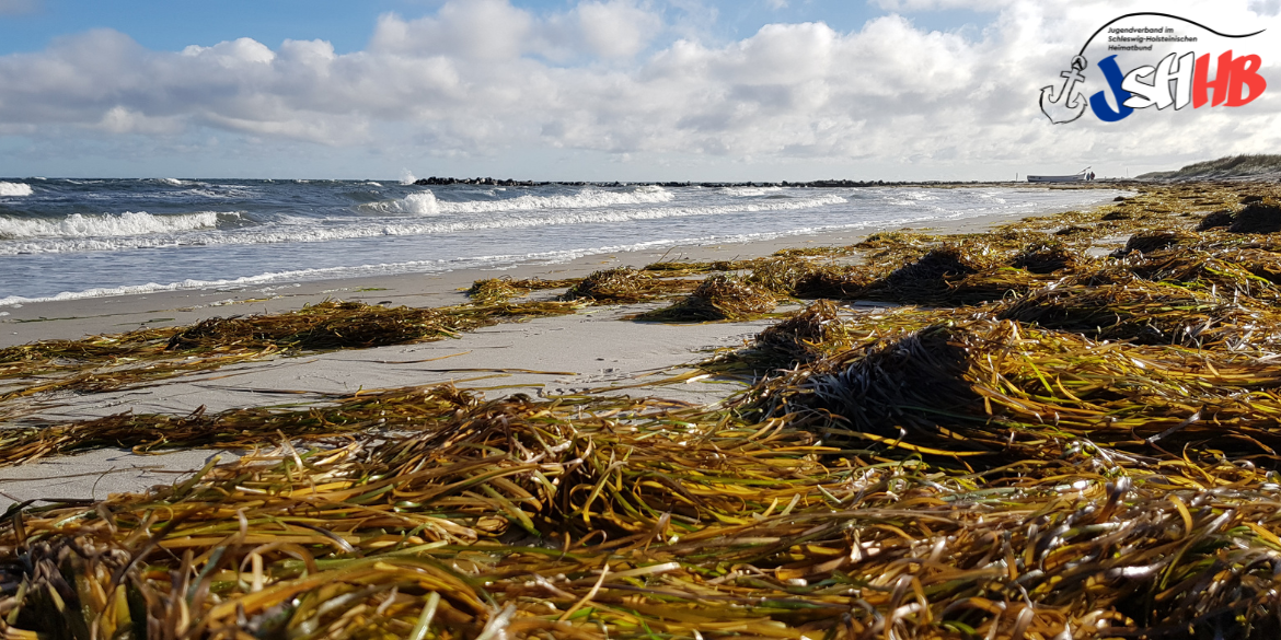 Strand mit Algen im Vordergrund © Katrin Wohlrab