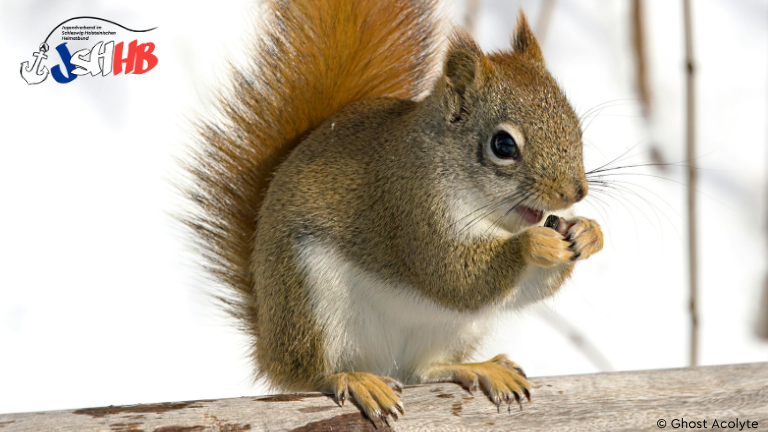Eichhörnchen mit Nüssen