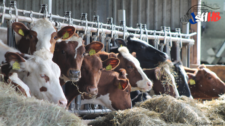 Kühe stehen im Stall und fressen 