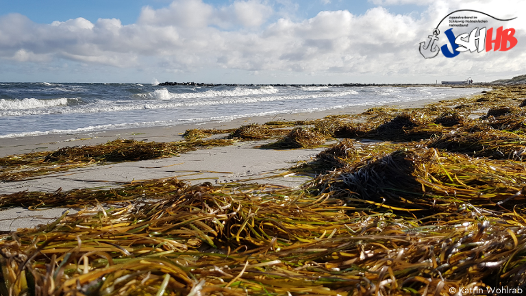 Strand mit Algen im Vordergrund 